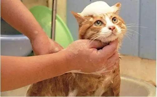 猫咪美容 猫咪美容